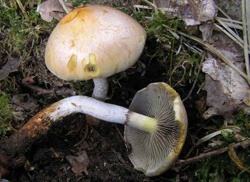 Hypholoma radicosum